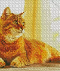 Orange Calico Cat Diamond Painting