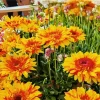 Orange Gazania Flowers Diamond Painting