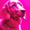 Pink English Cocker Spaniel Diamond Painting