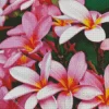 Pink Frangipani Diamond Painting