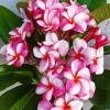 Pink Frangipanis Diamond Painting