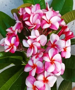 Pink Frangipanis Diamond Painting