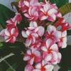 Pink Frangipanis Diamond Painting