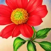 Pink Gazania Flowers Diamond Painting