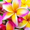 Pink And Yellow Frangipani Diamond Painting