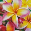 Pink And Yellow Frangipani Diamond Painting