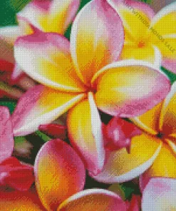 Pink And Yellow Frangipani Diamond Painting