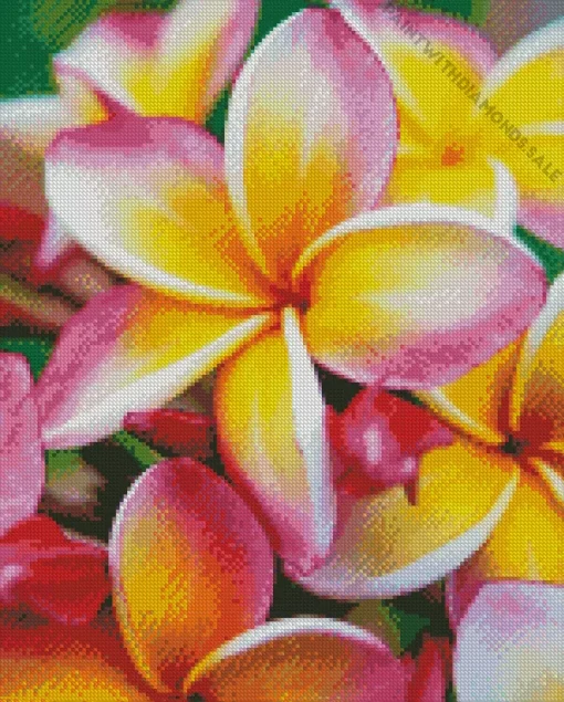 Pink And Yellow Frangipani Diamond Painting