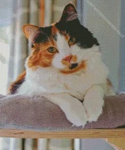 Playful Calico Cat Diamond Painting