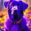 Purple Labrador Retriever Diamond Painting