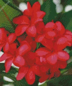 Red Frangipani Flowers Diamond Painting