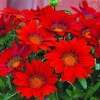 Red Gazania Flowers Diamond Painting