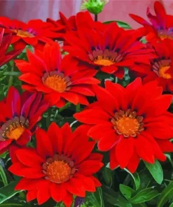 Red Gazania Flowers Diamond Painting