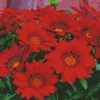 Red Gazania Flowers Diamond Painting