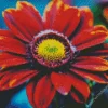 Red Gazania Rose Diamond Painting