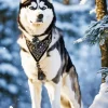 Siberian Husky Dog Diamond Painting