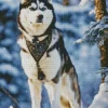 Siberian Husky Dog Diamond Painting