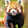 Small Red Panda Diamond Painting