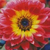 Sunlit Gazania Diamond Painting