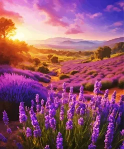 Sunrise In A Lavender Field Diamond Painting