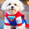 Superhero Zuchon Puppy Diamond Painting