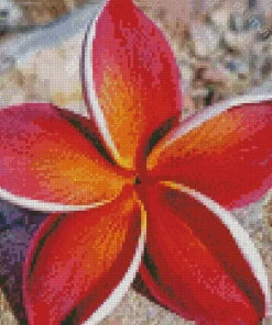 Sydney Frangipani Diamond Painting