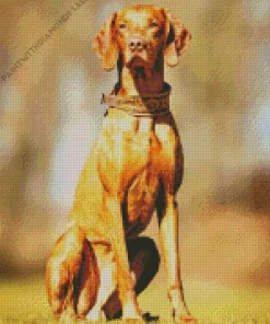 The Vizsla Dog Diamond Painting