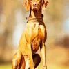 The Vizsla Dog Diamond Painting