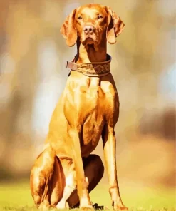 The Vizsla Dog Diamond Painting