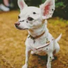 White Chihuahua Diamond Painting