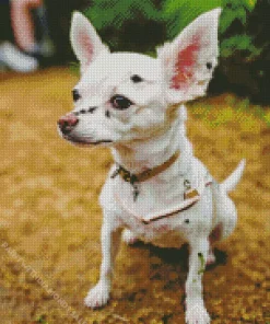 White Chihuahua Diamond Painting