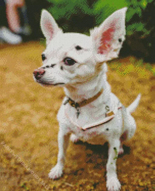 White Chihuahua Diamond Painting