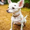 White Chihuahua Diamond Painting