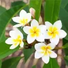 White Frangipani Flowers Diamond Painting