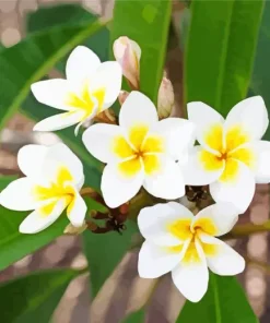 White Frangipani Flowers Diamond Painting