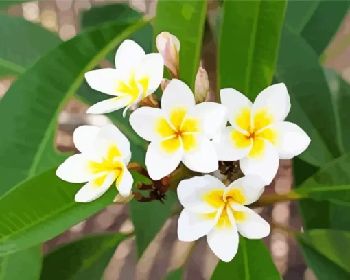 White Frangipani Flowers Diamond Painting