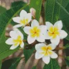 White Frangipani Flowers Diamond Painting