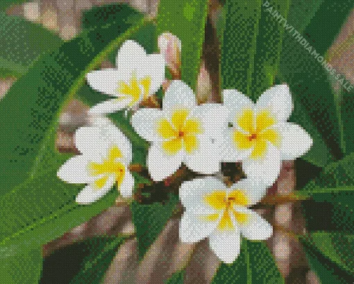 White Frangipani Flowers Diamond Painting