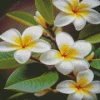 White Frangipanis Diamond Painting