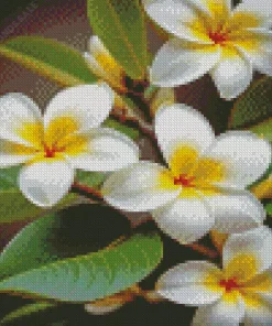 White Frangipanis Diamond Painting