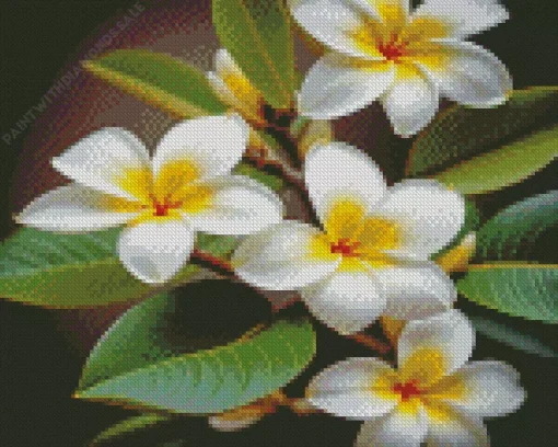 White Frangipanis Diamond Painting