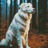 White Great Pyrenees Diamond Painting