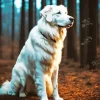 White Great Pyrenees Diamond Painting