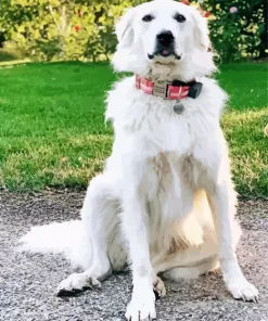 White Great Pyrenees Dog Diamond Painting