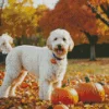 White Labradoodle Diamond Painting