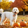 White Labradoodle Diamond Painting