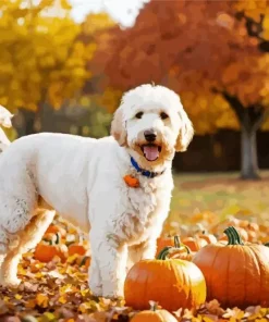 White Labradoodle Diamond Painting