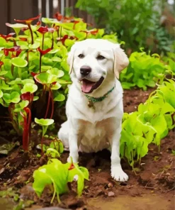 White Labrador Retriever Diamond Painting