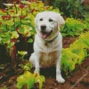 White Labrador Retriever Diamond Painting