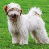 White Tibetan Terrier Diamond Painting